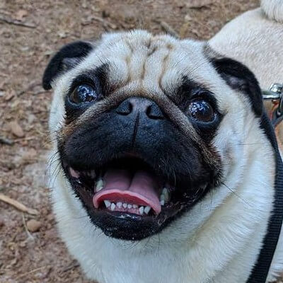 My Pug Morty